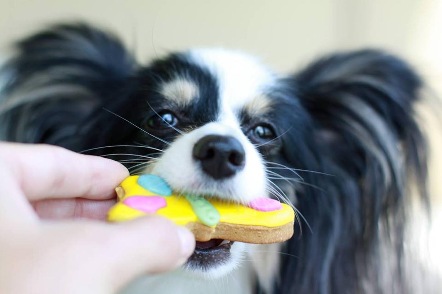 The Purple Pooch Bakery Boutique Groomer 1