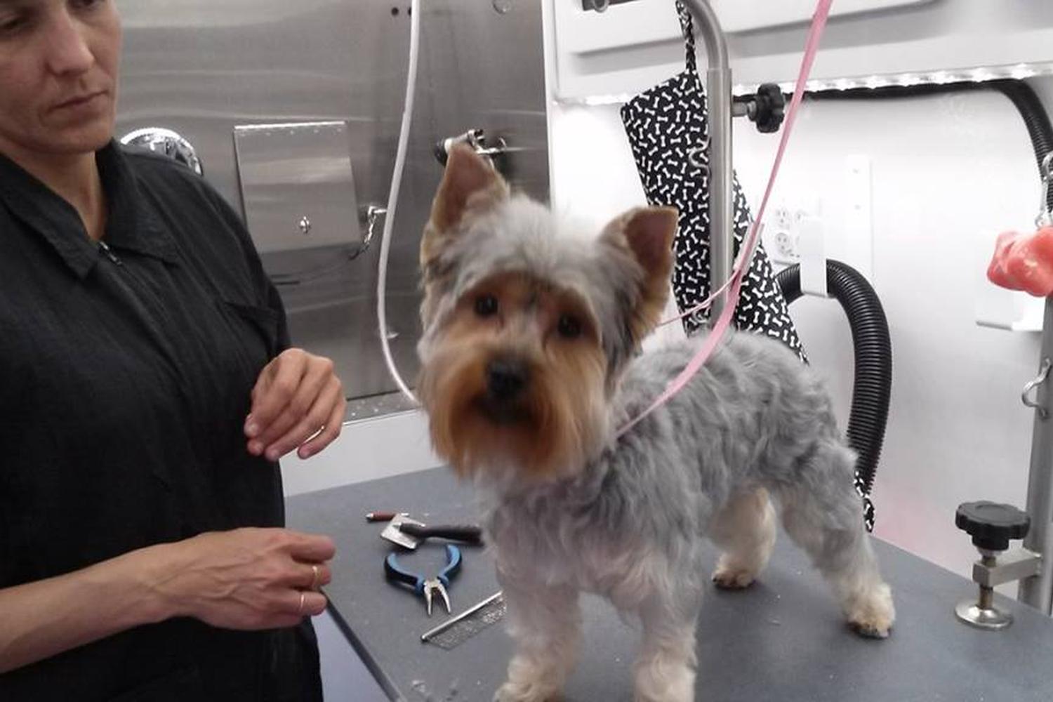 Smoochable Pooch Mobile Pet Salon 5