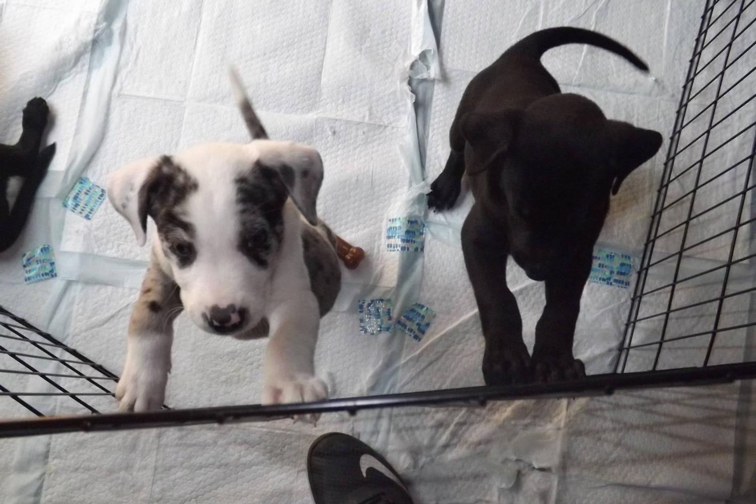 Rescue Warriors Corp 0