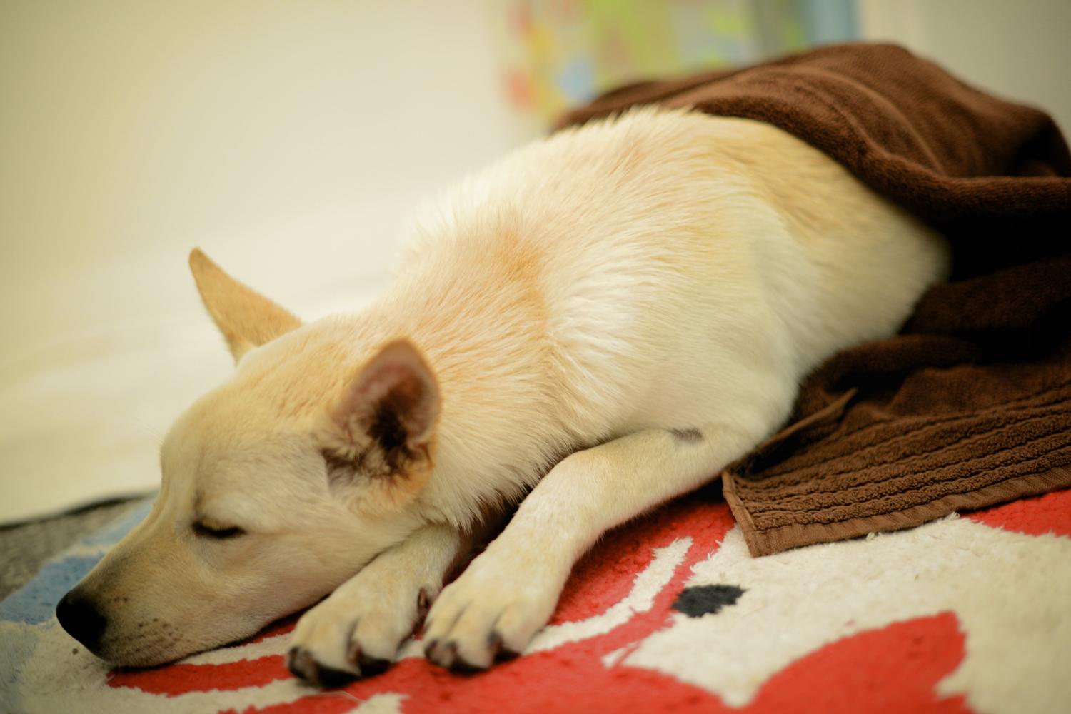 Koalition of Rescuers & Animal Lovers K.O.R.A.L. 1