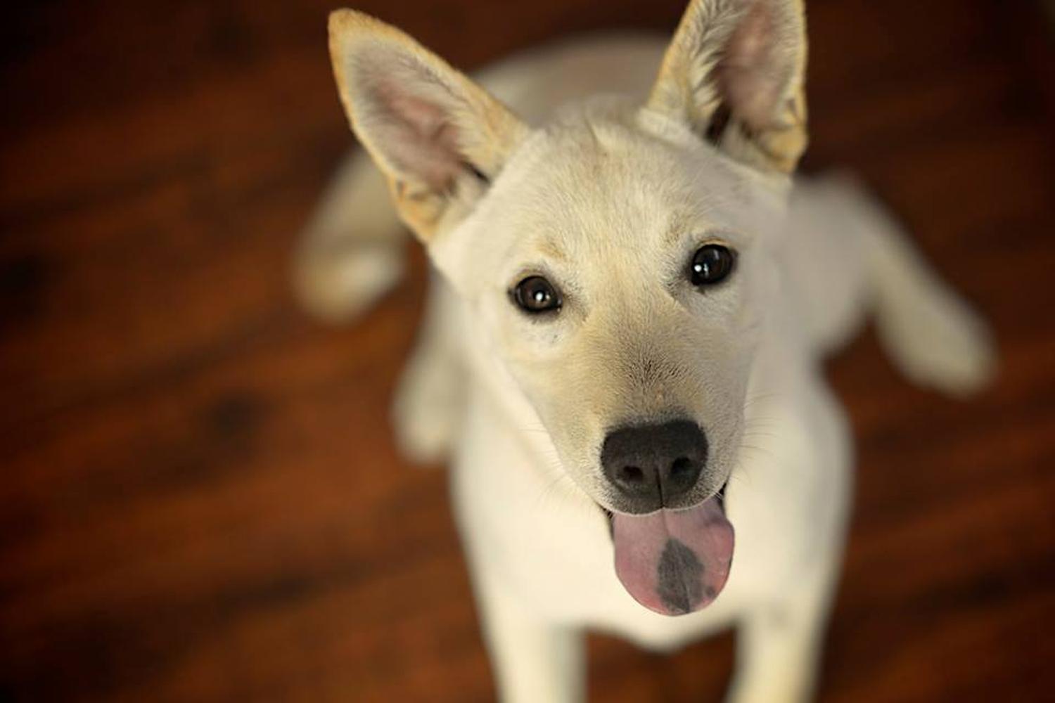 Koalition of Rescuers & Animal Lovers K.O.R.A.L. 3