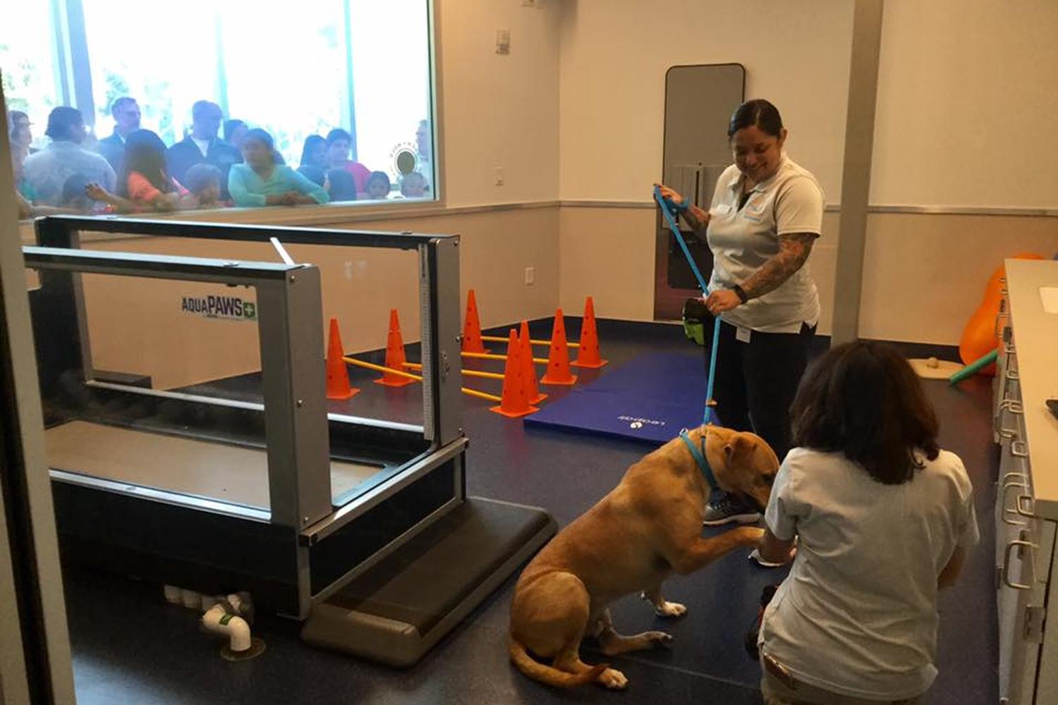Wallis Annenberg PetSpace 6