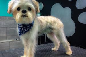 Pawfections Pet Salon