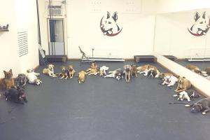 Dream Come True K9