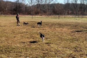 Morris Broadband Dog Park