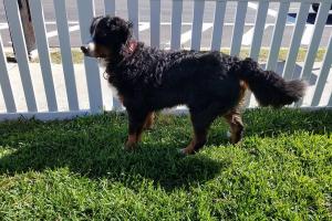 Lucky Paws Pet Sitting Service