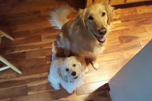 Chester County Dogwalkers