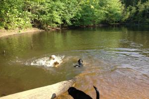 Timber Creek Pooch Park