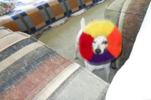 JC's Pet Grooming spa