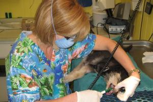 Veterinary Medical Hospital Of Clearwater