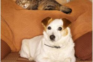 Toledo Pet Farm Dog Park