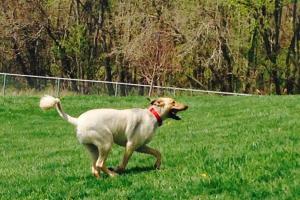 Quincy Dog Park