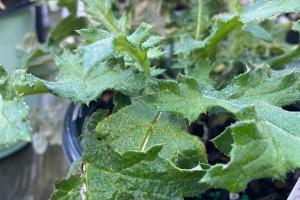 Wildwood Nursery