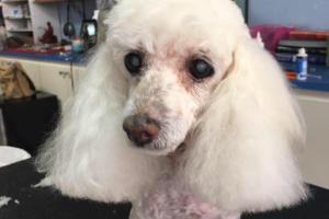 Precious Pet Grooming