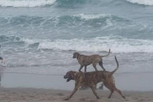 Bark Beach