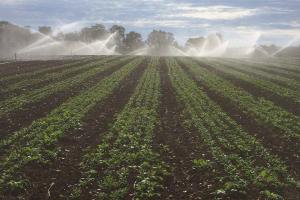 Alstede Farms