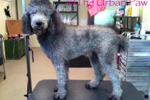 The Urban Paw