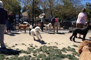 DeTurk Round Barn Dog Park