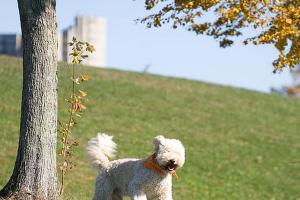 Stodder's Neck Dog Park