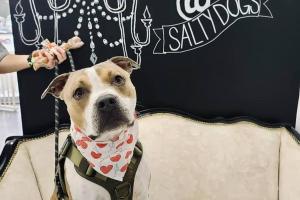 Salty Dogs DIY Dog Wash