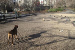 Carl Schurz Dog Park