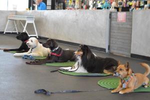 Zoom Room Dog Training