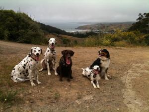 Active Care Petsitting