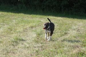 Jamesville Beach Off-leash Dog Park