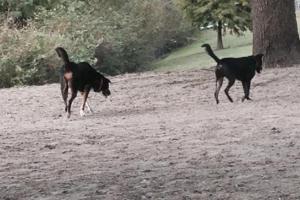 Carolyn Meeker Dog Park and Nature Trail