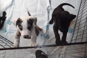 Rescue Warriors Corp