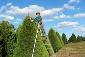 Fish River Trees Farm