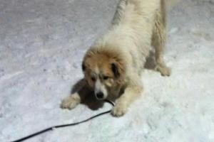 Yunker Farm Dog Park