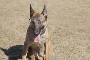 Unity K9