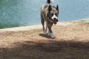 Millie Bush Bark Park