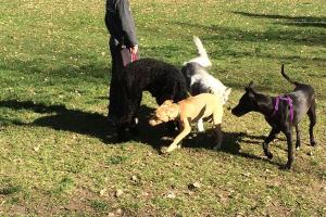 Albert Lea Community Dog Park at Brookside Park