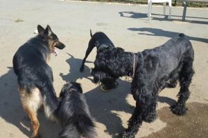 Bell Branch Dog Park