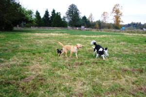 Cavalero Hill Off-Leash Dog Area