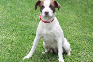 Irvine Central Bark Dog Park