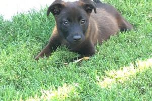 Spoiled Rotten Pet Sitting & Dog Walking