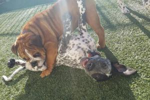Fur & Feathers Pet Resort @ Mill Creek