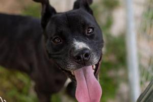 J.B. Ogle Animal Shelter