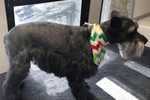 Texas Mobile Pet Spa