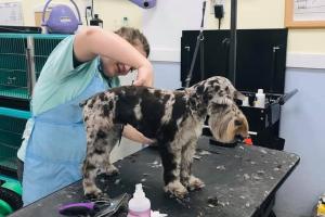 Annie's Grooming Tails