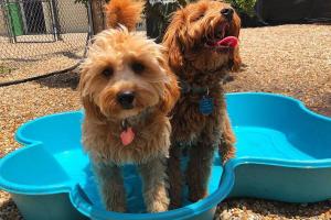 Evergreen Pet Lodge