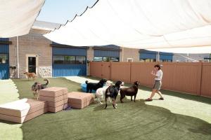 Tails Up Pet Hotel & Daycare