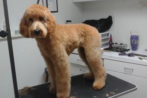 Animal Resort & Spa, LLC