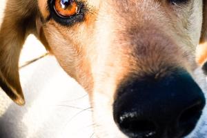 The Dog Sitter
