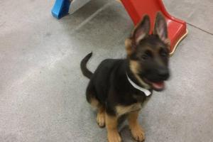 Big Sky Pet Resort