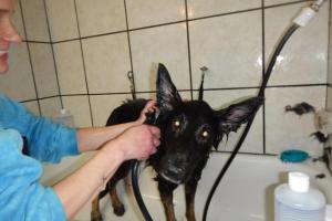 Animal House Pet Care and Training Center, LLC