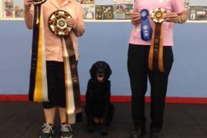 Blue Ribbon Dog Sports Coaching LLC